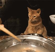 哪些食物和植物对猫咪有害,猫咪不能吃的十种食物有哪些