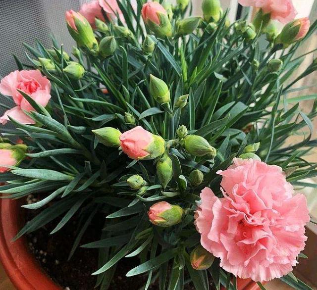 怎么养能让康乃馨快速开花,康乃馨花苞到家怎么放花盆里