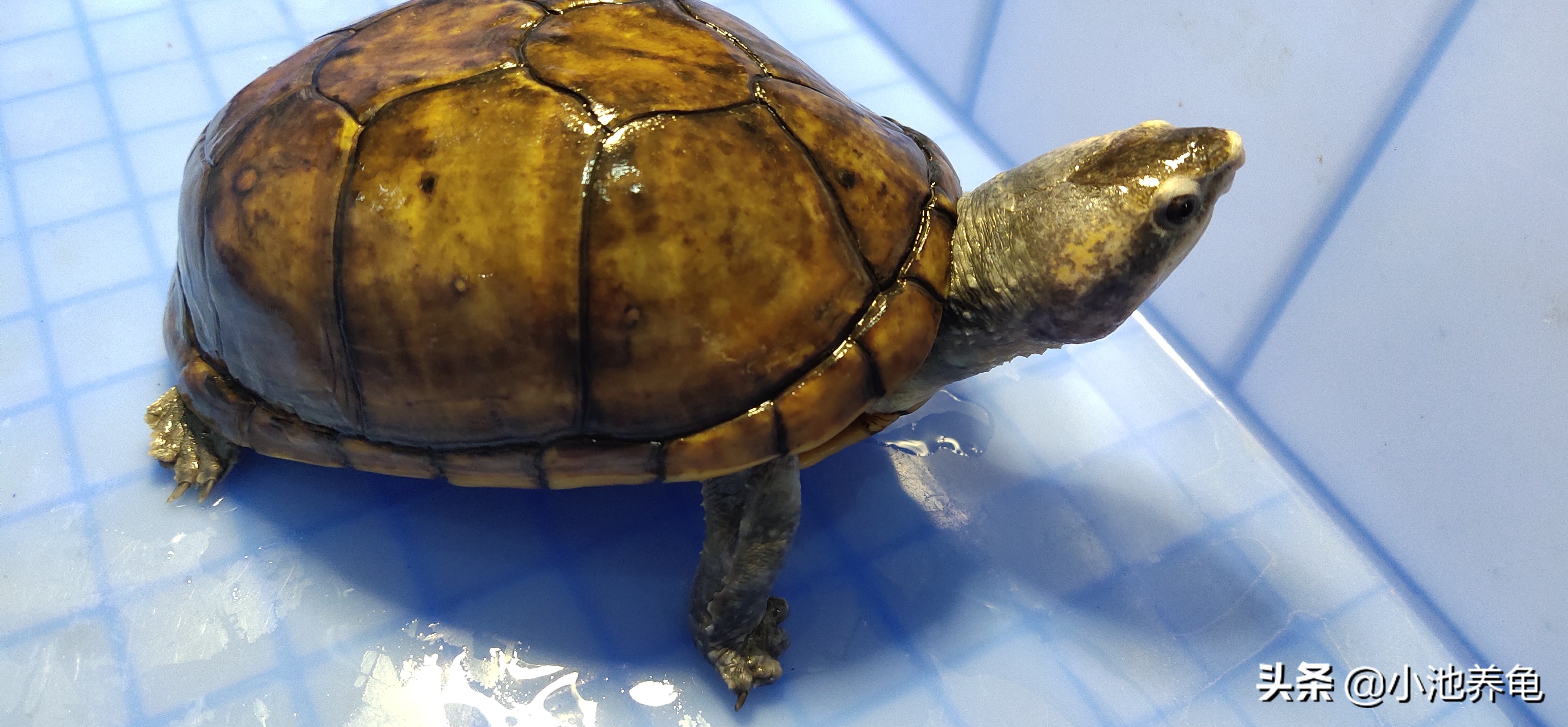 新手养龟100个常识,养乌龟新手入门要买什么