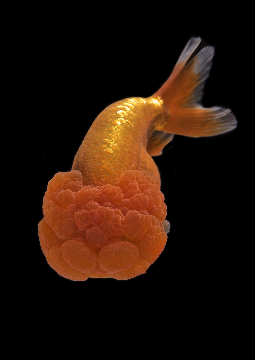 梦里金鱼知多少|〇二狮头Oranda分组(大赛报名开启)