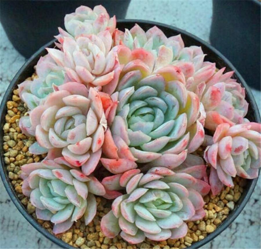 秋天的冰梅太美了，红的温暖粉的醉人，做好4件事，冬天会更美