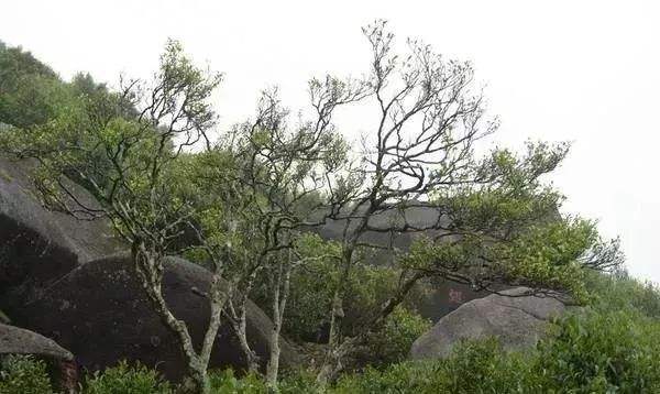 中国最贵的高端茶,中国最贵的茶排行榜前十