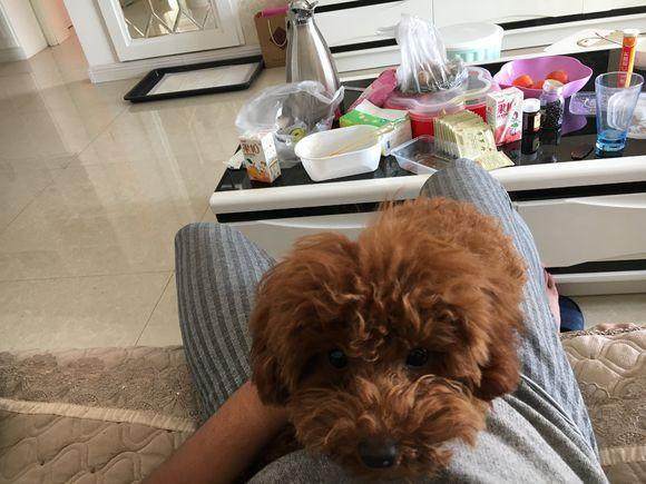 养了一只狗总咬人,泰迪咬人还能再继续养吗