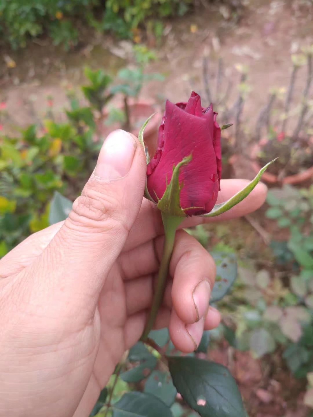 怎么种玫瑰花一年四季都有开花,玫瑰花怎么种可以一年四季都有