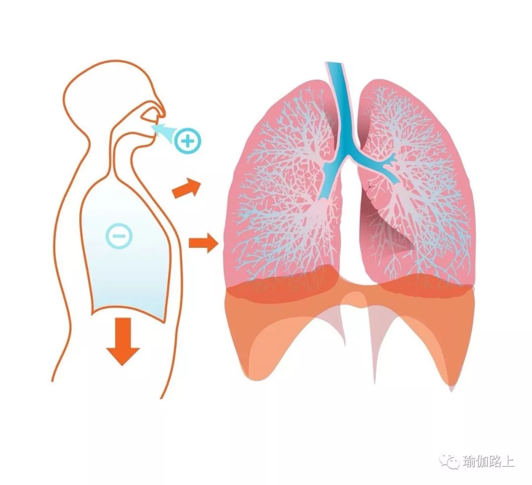 瑜伽提胸初学在家练,瑜伽胸腔上提肋骨要向上吗