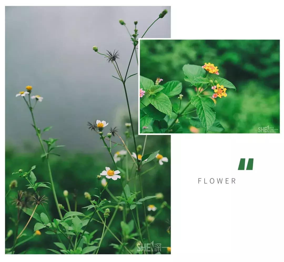 深圳市美美美,深圳最美免费水库