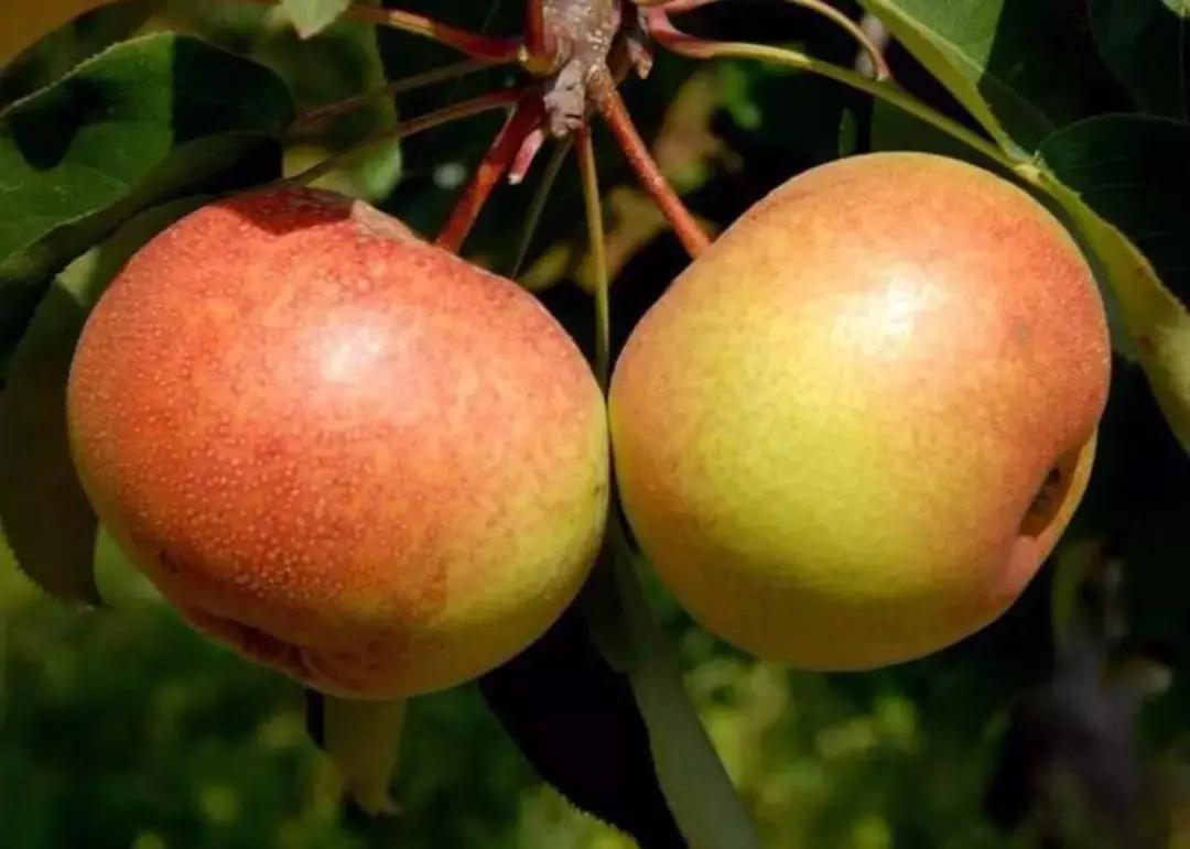 这个吉林特产,贼解秋燥!