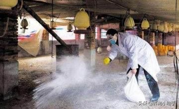 鸡舍鸭舍用什么药消毒,鸡舍鹅舍怎样消毒
