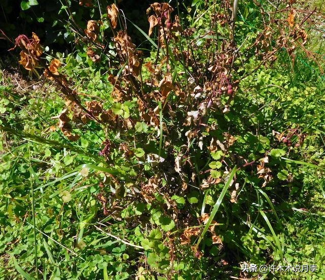 月季老是养不活怎么办,月季经常不晒太阳会怎么样