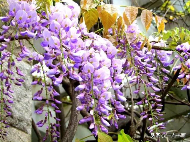 春天来了一起赏花图片,春天来了一起画个小燕子