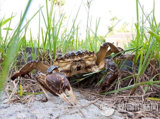 螃蟹养殖失败,养殖的青蟹喂什么预防螃蟹死亡