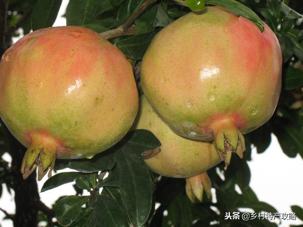 云南特产鲜花饼普洱茶,云南普洱茶民俗特色有哪些