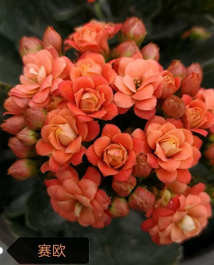 长寿花，寓意好、开花漂亮，花期长，品种多达300个