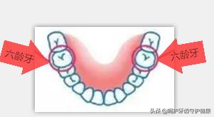 六龄牙的作用和重要性,不得忽视的口腔清洁