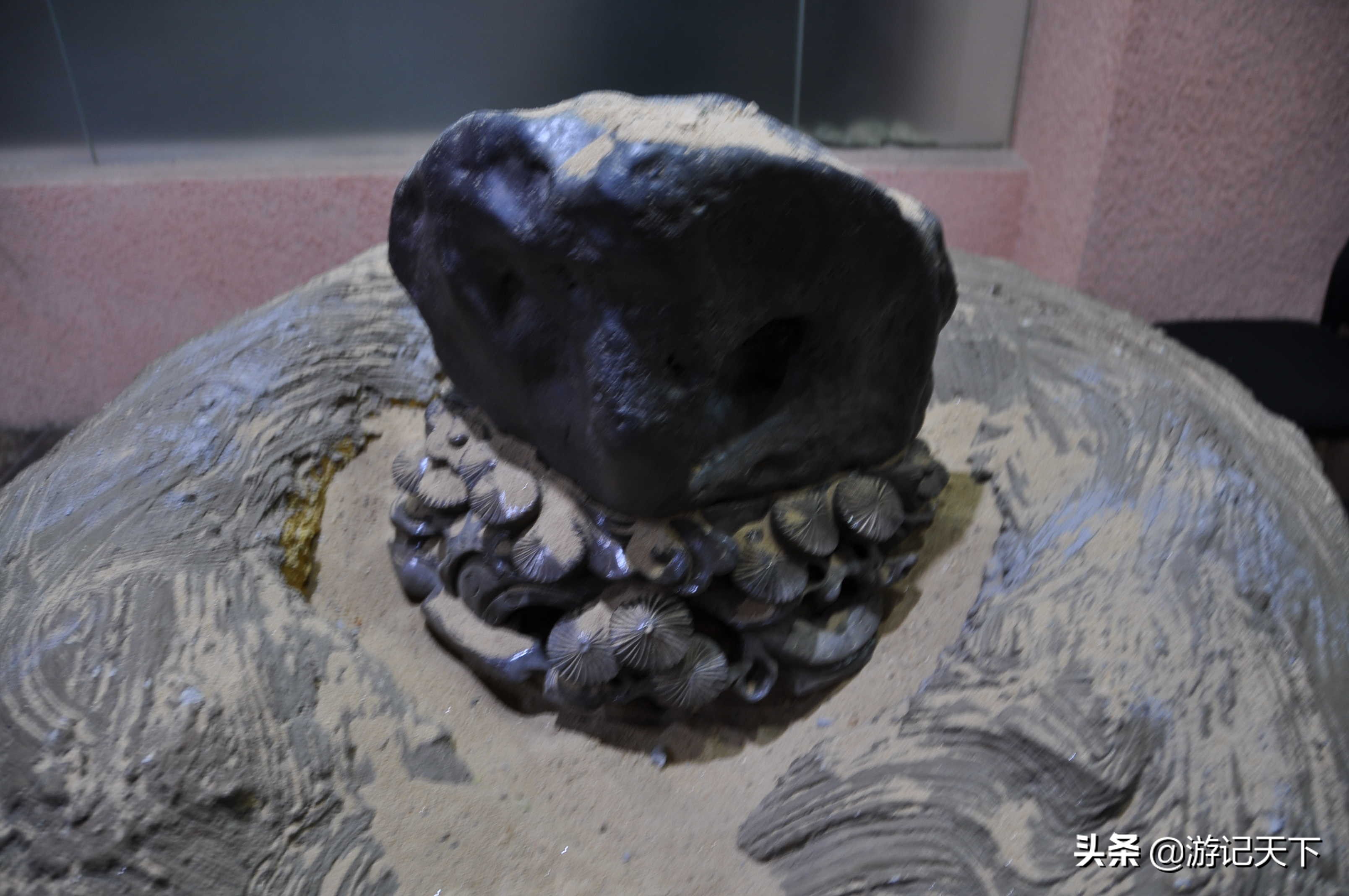 阿尼亚参观博物馆,上海地质科普馆游玩