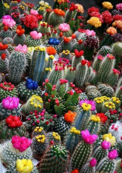 “常年丑貌君不问，一日花红万户惊”——仙人掌的产地及精品赏析