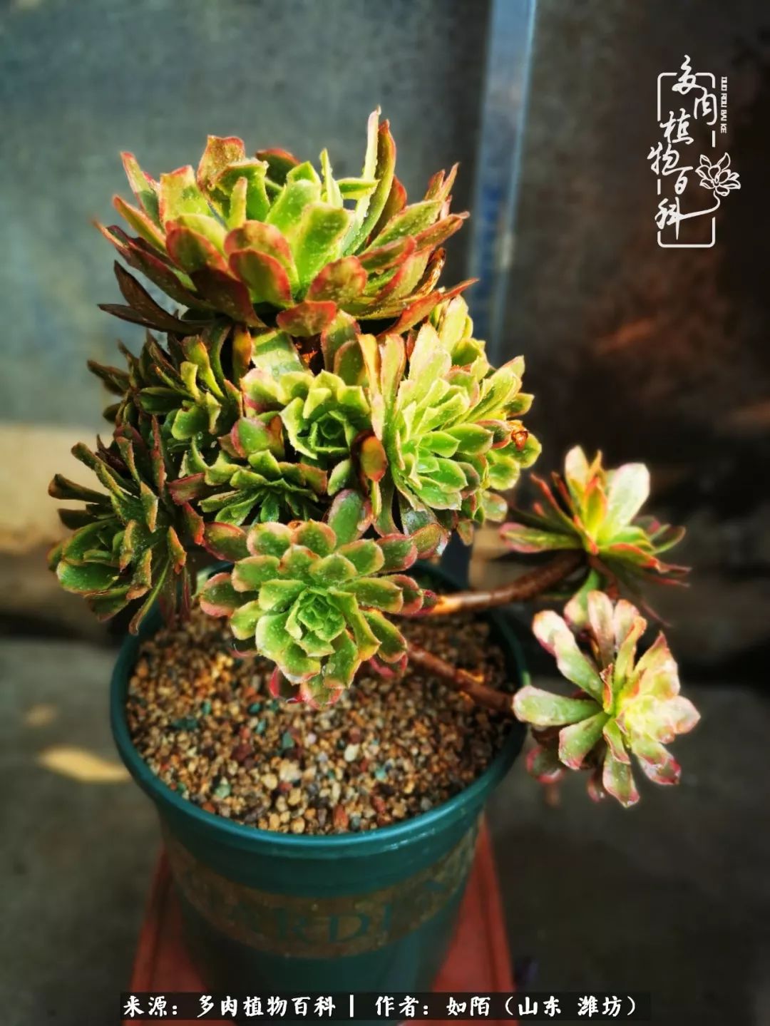 凤凰涅槃,浴火重生!多肉法师圣斗士们的秋天!(附养护经验)