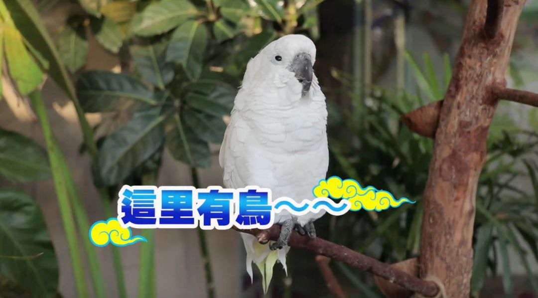 中国非遗文化走进国际学校,参观中国非遗博物馆