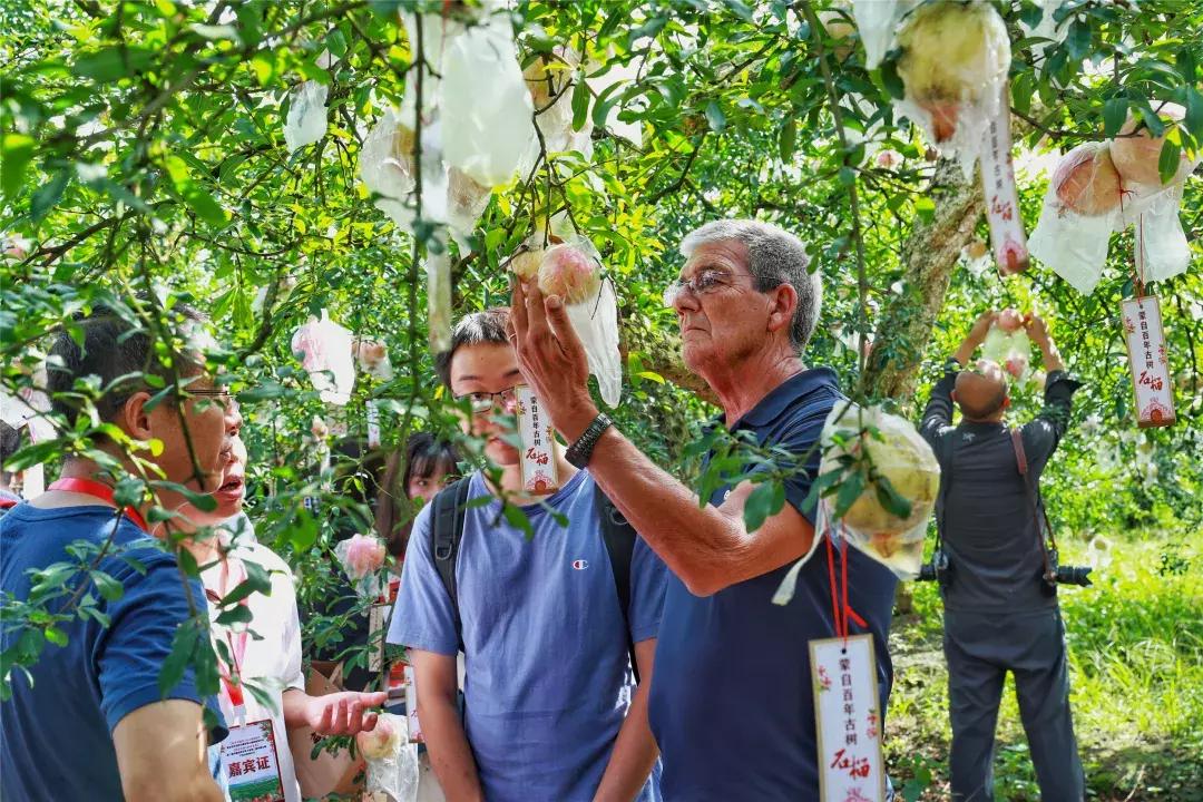 蒙自老树石榴图片大全,云南蒙自宝石石榴