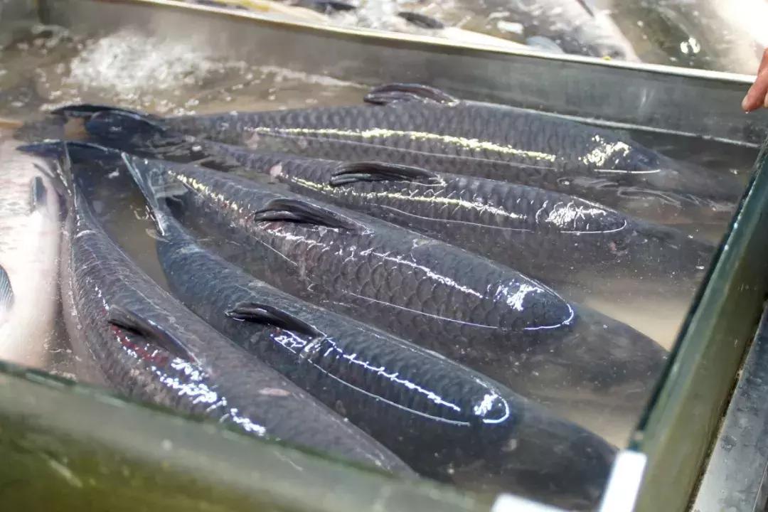 年味｜带上小拖车跟我走！这里买年货实惠好吃