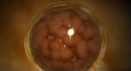 你了解受孕的过程吗,你知道精子怎么组成的吗