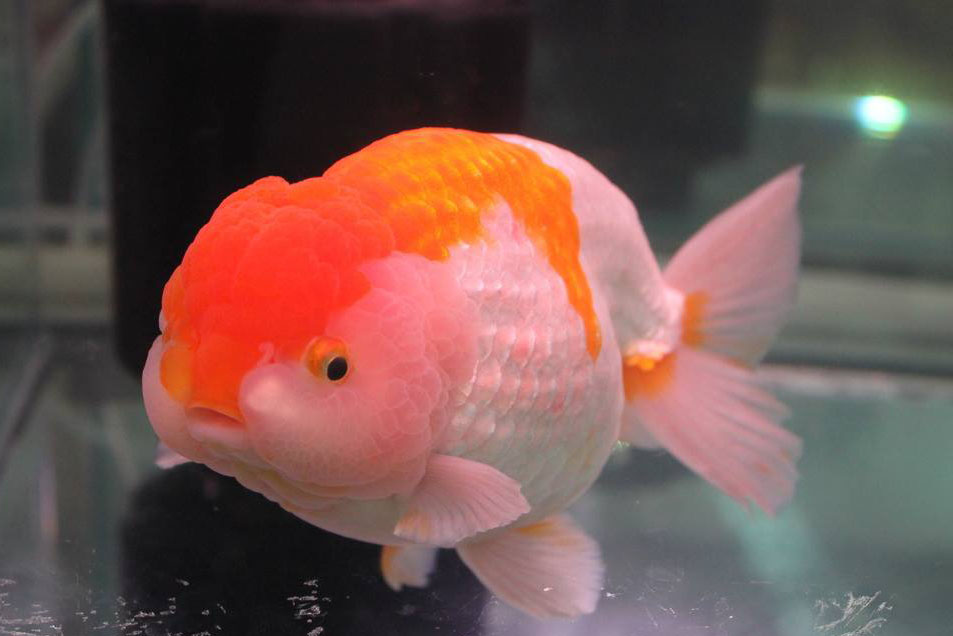 常见的金鱼种类与区别,常见的金鱼图片及名称