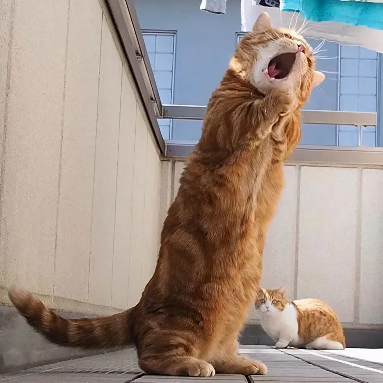 爱唱歌的小猫咪,爱唱歌的可爱猫咪