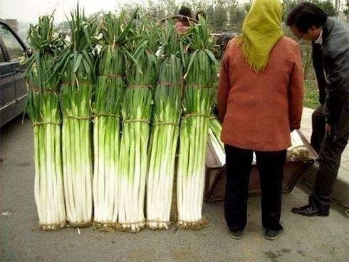 葱是菜还是调料,葱是荤