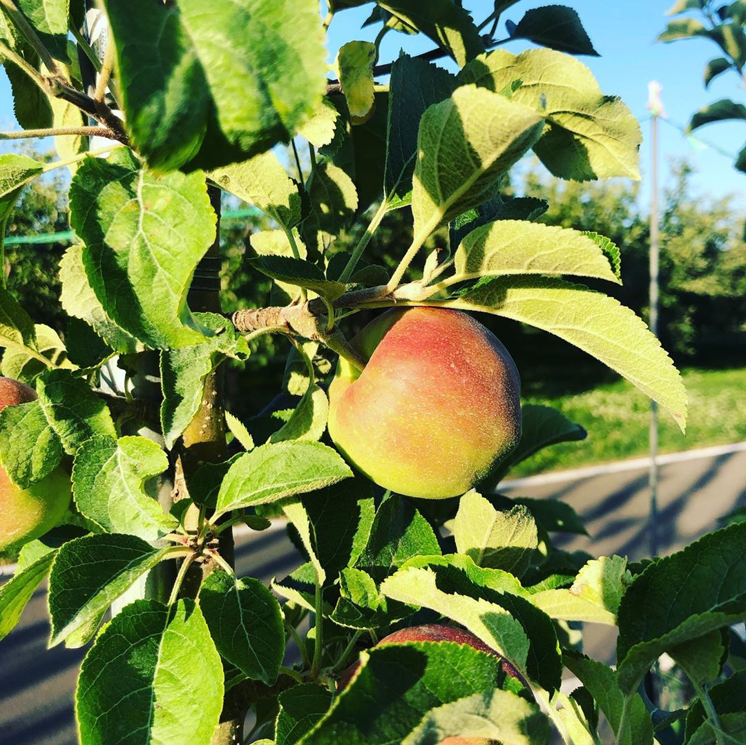 日本青森苹果图片,走进青森苹果园