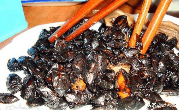 俗话说“有钱人吃鹿茸，没钱人吃屁巴虫”，什么是屁巴虫？