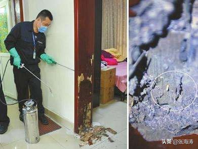 白蚁防治知识大全,海南长时间不住如何防治白蚁