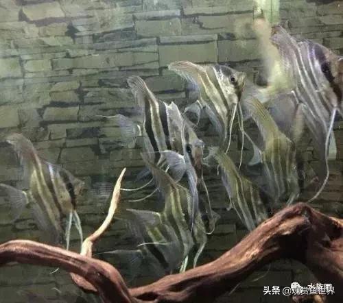 埃及观赏鱼的饲养要点,埃及神仙鱼的饲养技巧和方法