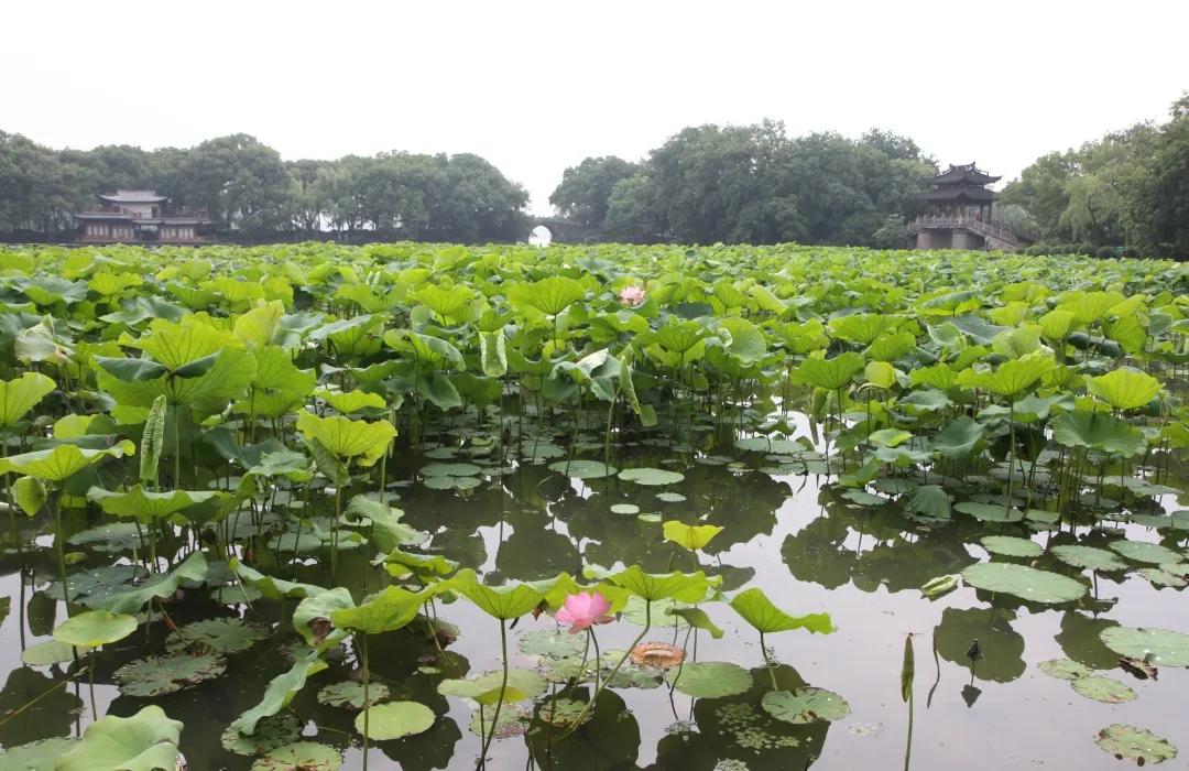杭州第一波荷花美图大放送！赏荷佳期竟是早上6-8点，哪里最好拍？最新赏荷地图收好