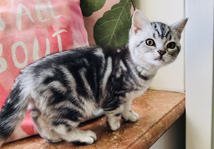 猫咪乱拉乱尿是报复主人吗,猫咪报复性乱尿的症状