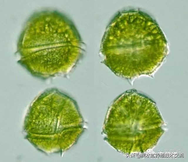 水产藻类大全图片,水产藻类知识大全