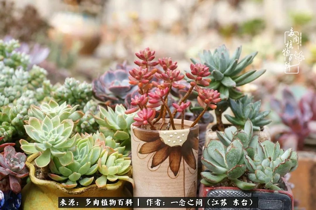 对多肉植物的爱心寄语,赏兰花感言