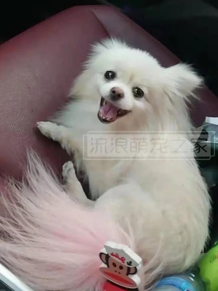繁殖犬悲惨的下场,一只繁殖犬的悲惨生活