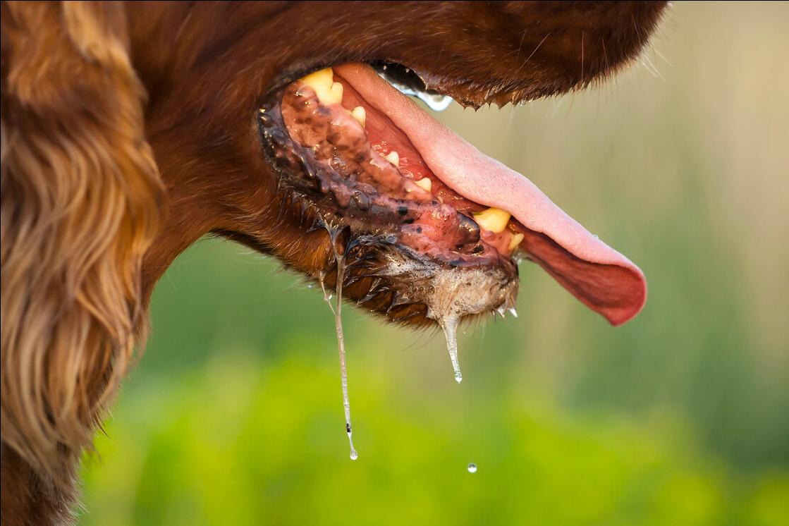 狗狗狂犬病早期的10个征兆,狗狗狂犬病有什么征兆