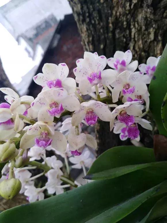 哪种兰花易开花又好养,最容易开花的兰花一年开多次