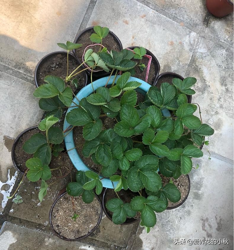 夏天草莓长藤会结果么,夏天草莓生出一条长茎怎么处理