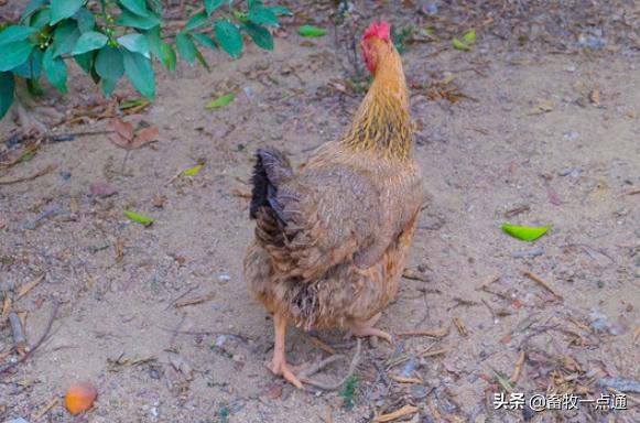传染病鸡,怎么处理瘟鸡