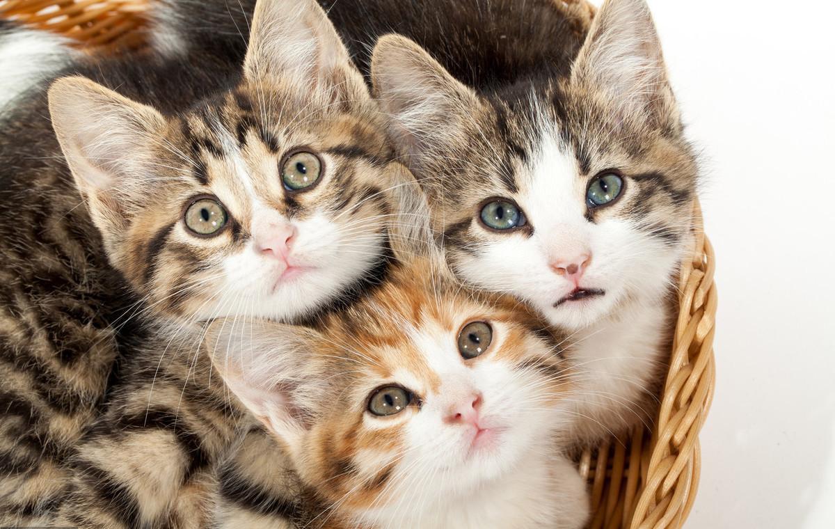 猫咪高冷不亲人,猫咪高冷不和你玩