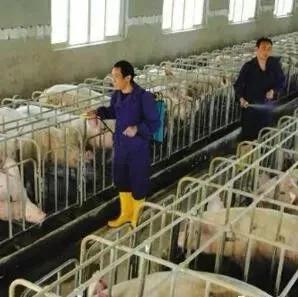 猪场治理蚊子,猪场如何高效防治蚊虫