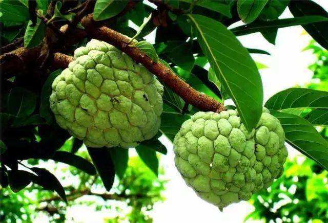 澶х洰鐑甫閲婅喀鏋滅暘鑽旀灊,鐣崝鏋濆拰鑽旀灊鏄竴鏍锋按鏋滃悧