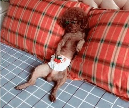 把泰迪毛剃光狗会心情不好吗,泰迪狗狗把毛剃光光没事吧