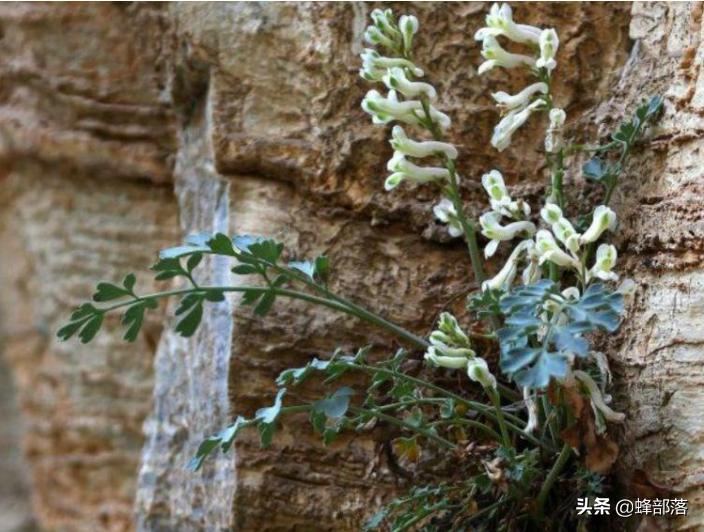 野生黄精价格,石生黄堇多少钱一斤