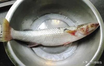 鲤鱼和白眼梭鱼,比鲤鱼的鳞大的淡水鱼