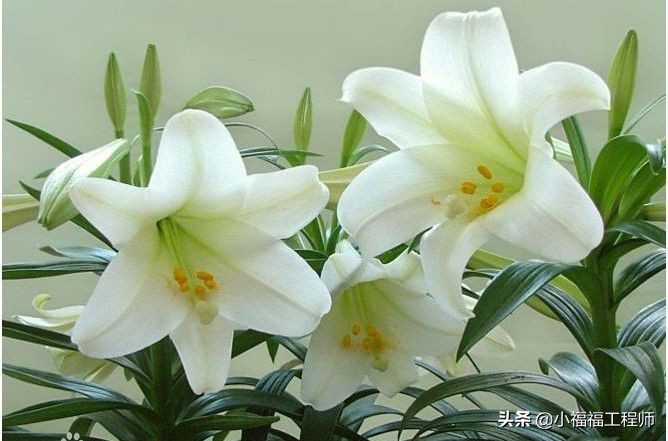 适合孕妇的室内绿植,家里有孕妇房间适合养什么植物