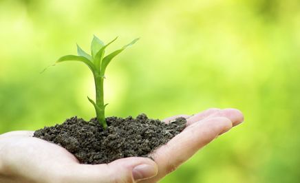 植物生长所需几种营养元素,植物必需的16种营养元素口诀