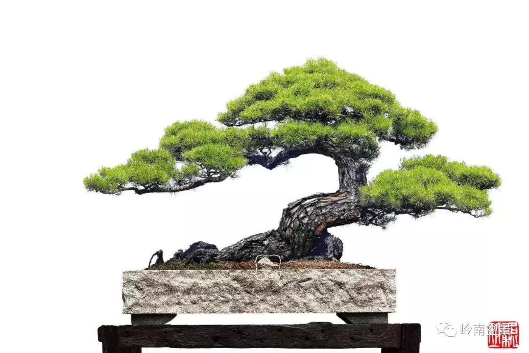 盆景欣赏苍劲有力老桩,精品盆景寒枝欣赏